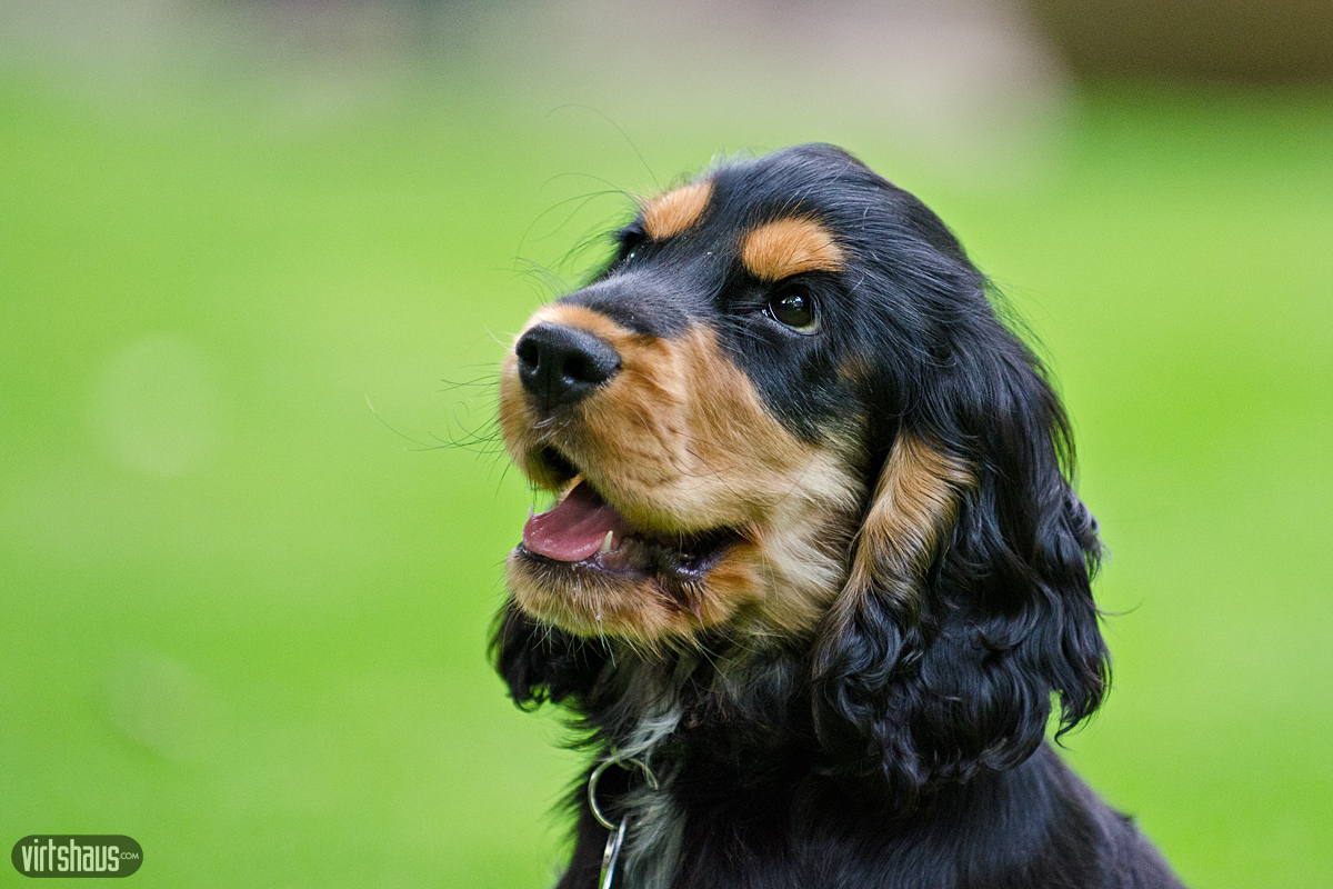 Cocker Spaniel Youngster