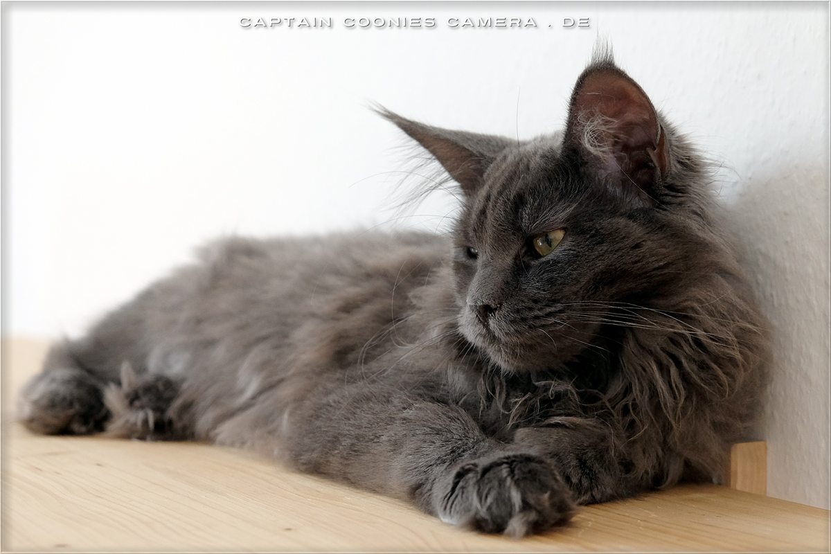 Bokina - Maine Coon Youngster
