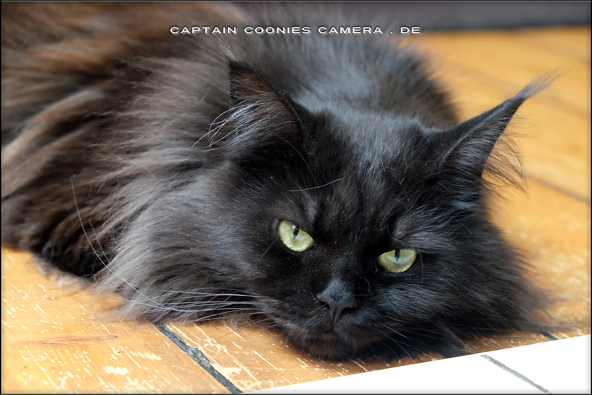 Lissy - Maine Coon Katze