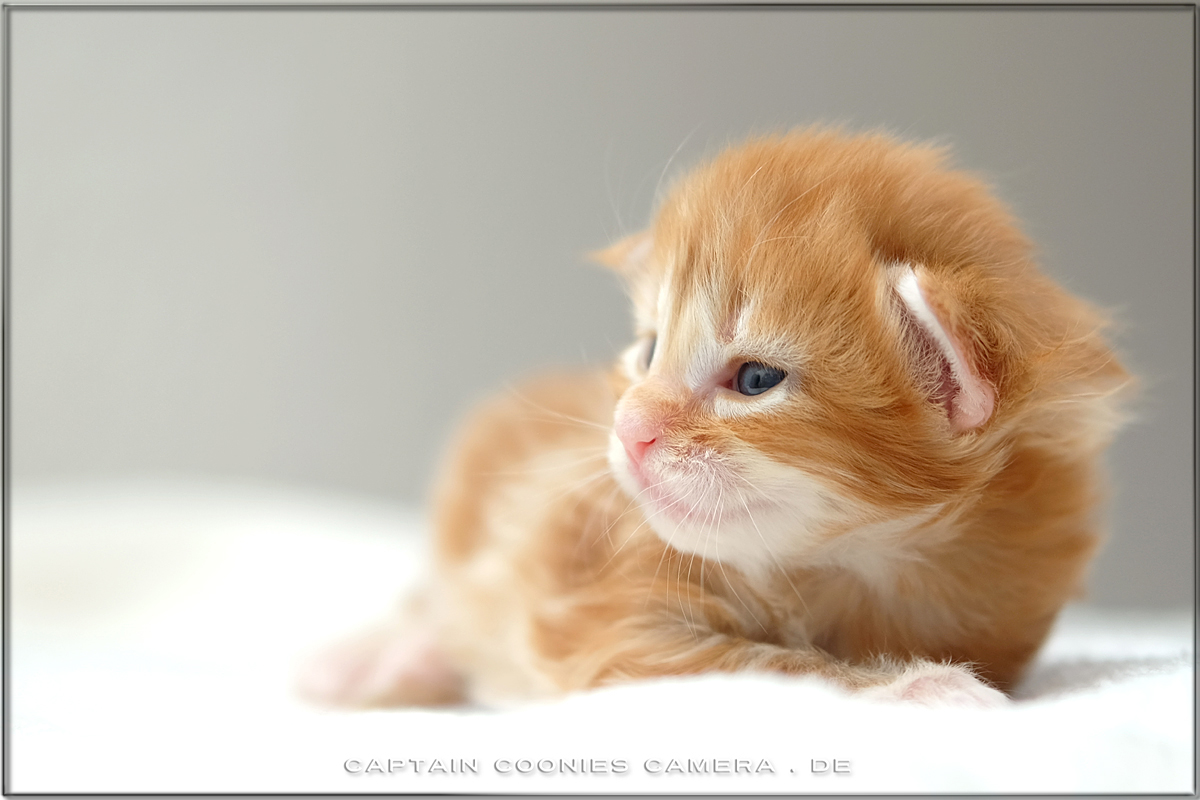 Maine Coon Kitten