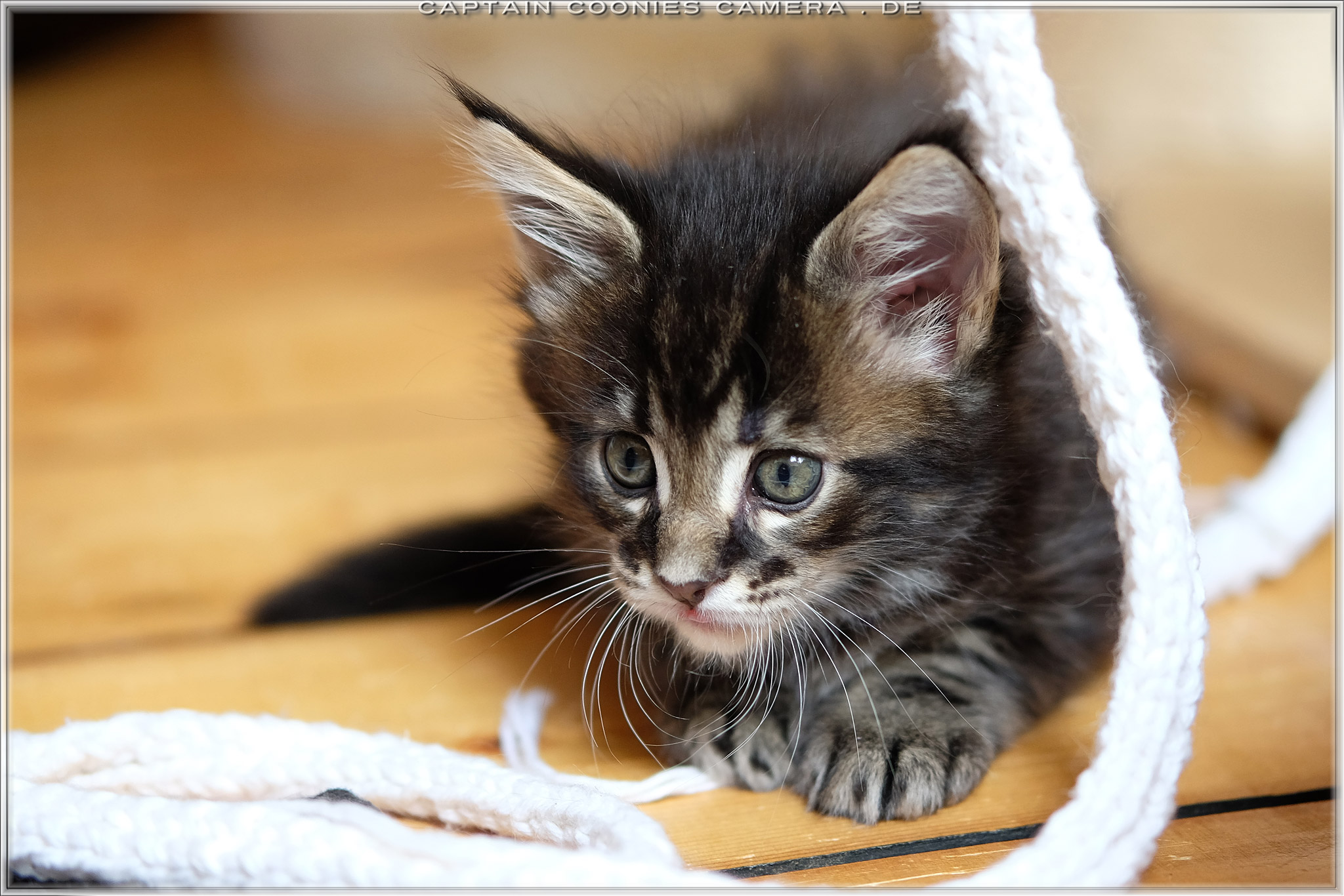 Sisko - Maine Coon Kitten