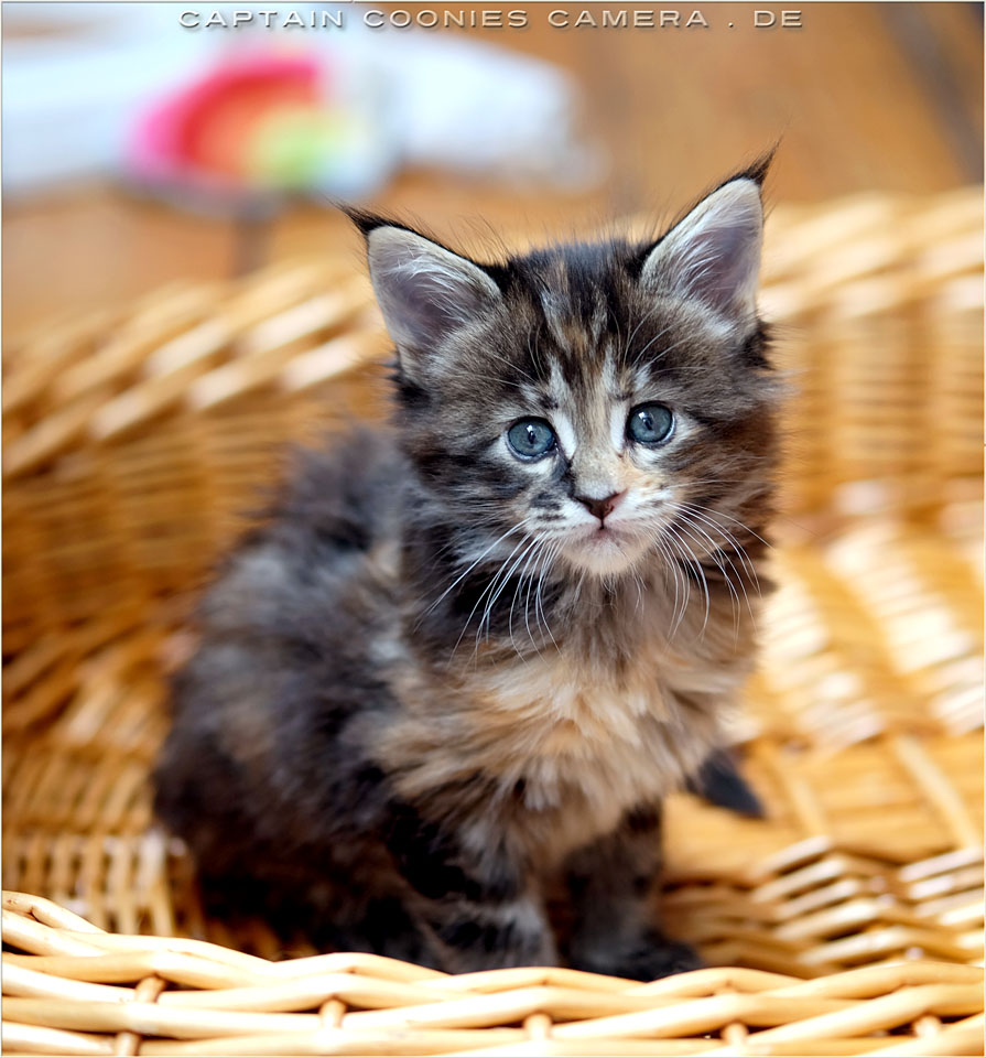 Lwaxana - Maine Coon Kitten
