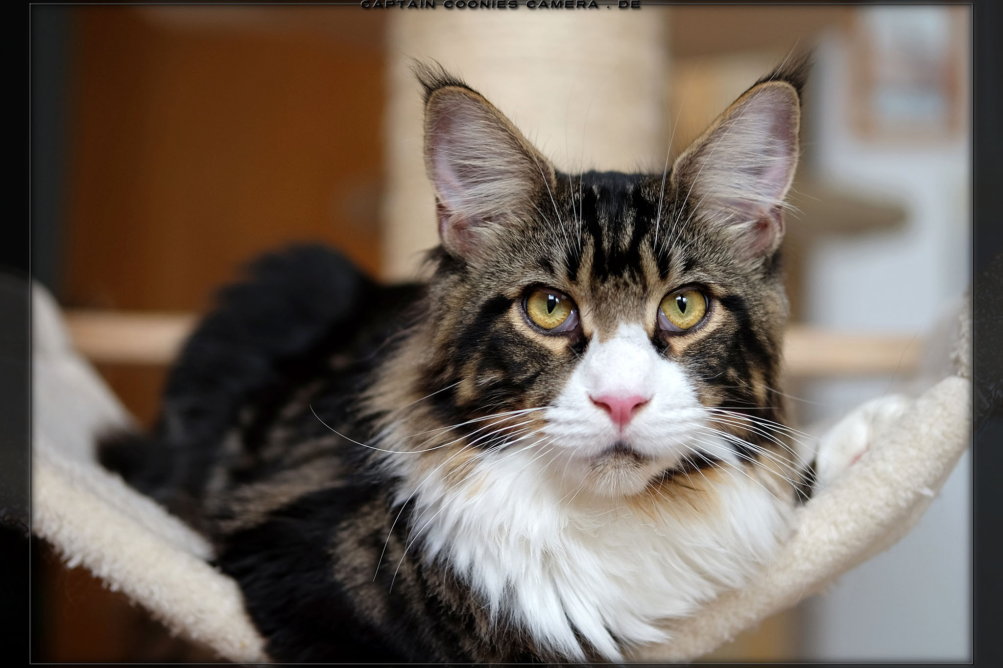 Sapphire - Maine Coon Youngster
