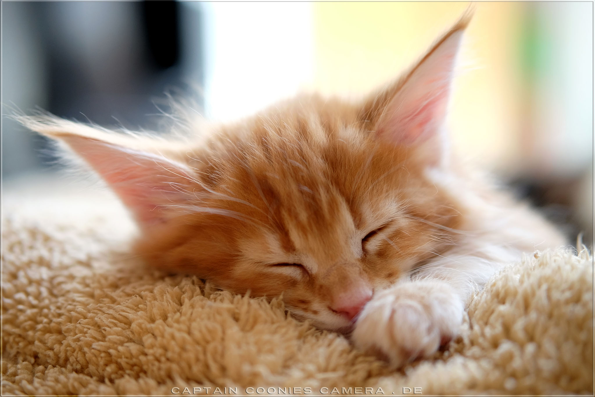Riker - Maine Coon Kitten