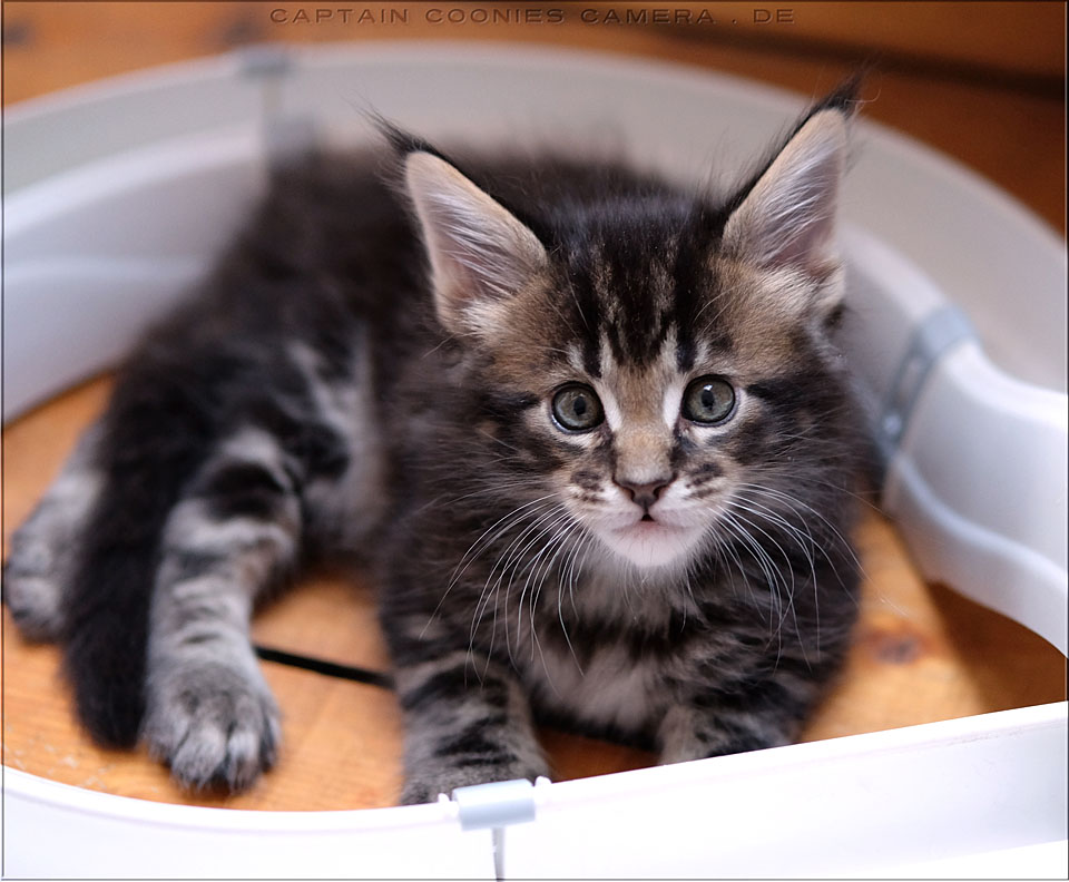Sisko - Maine Coon Kitten