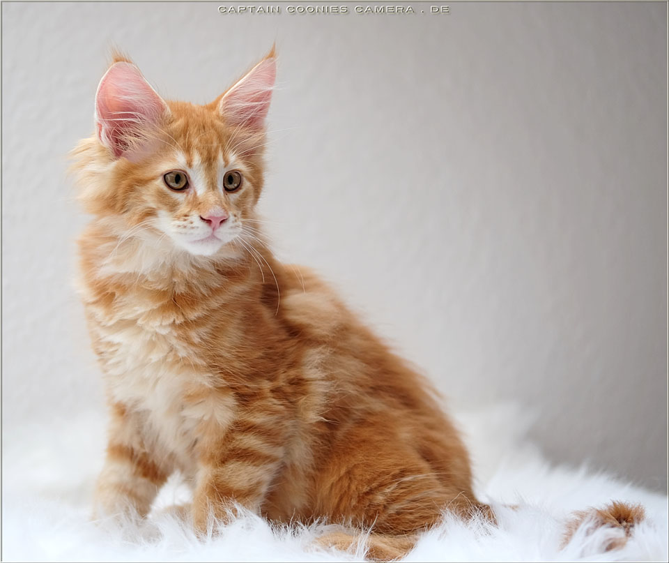 Riker - Maine Coon Kitten