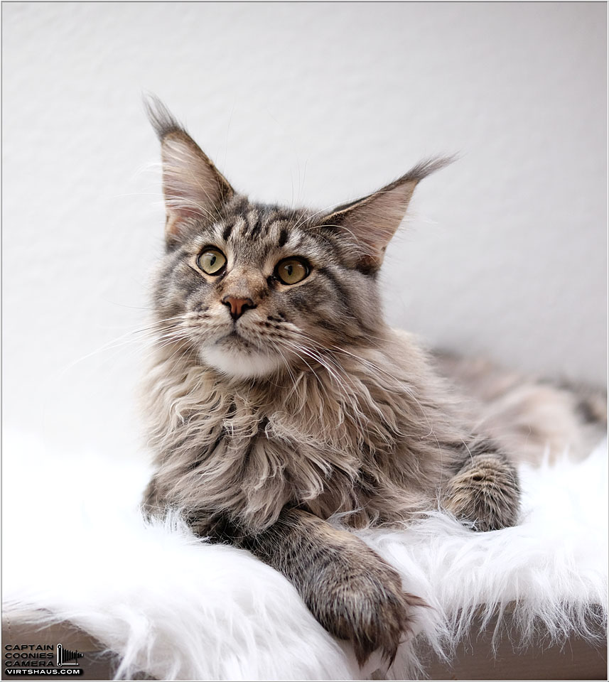 Distagon - Maine Coon Youngster