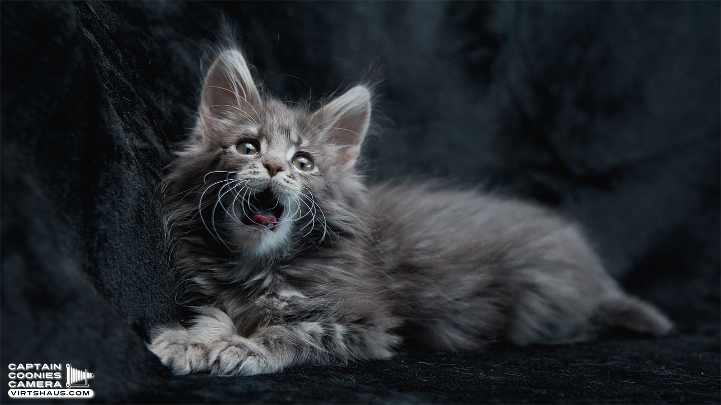Maine Coon Kitten