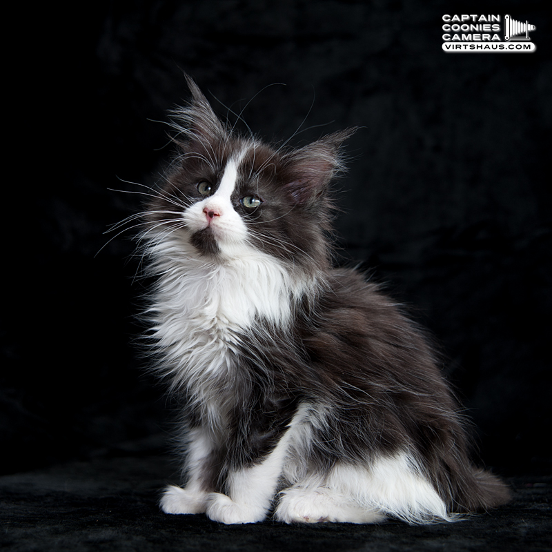 Leeloo Maine Coon Kitten