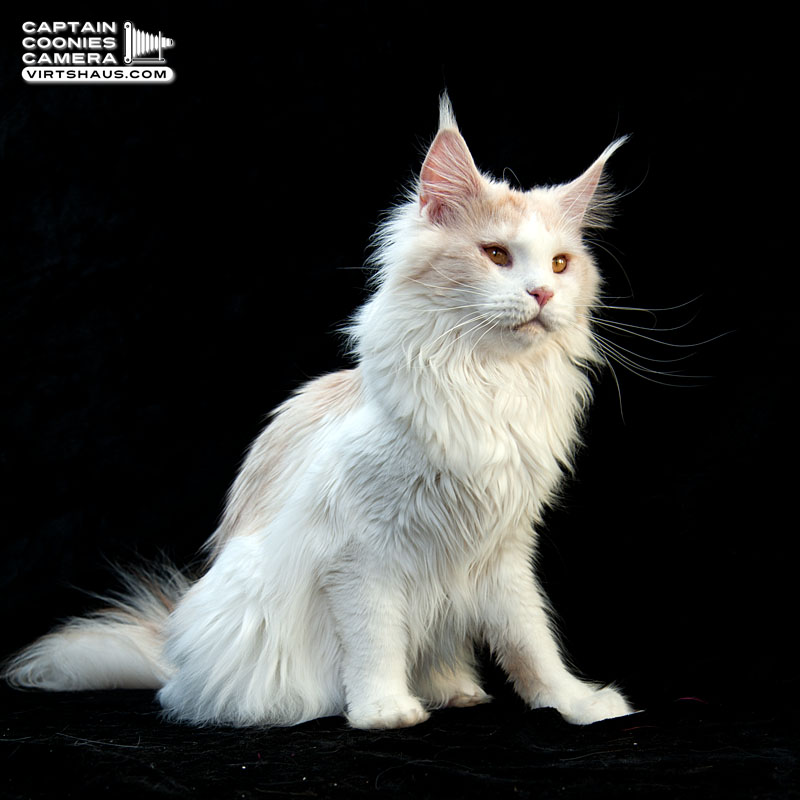 Peaches - Maine Coon Kätzin