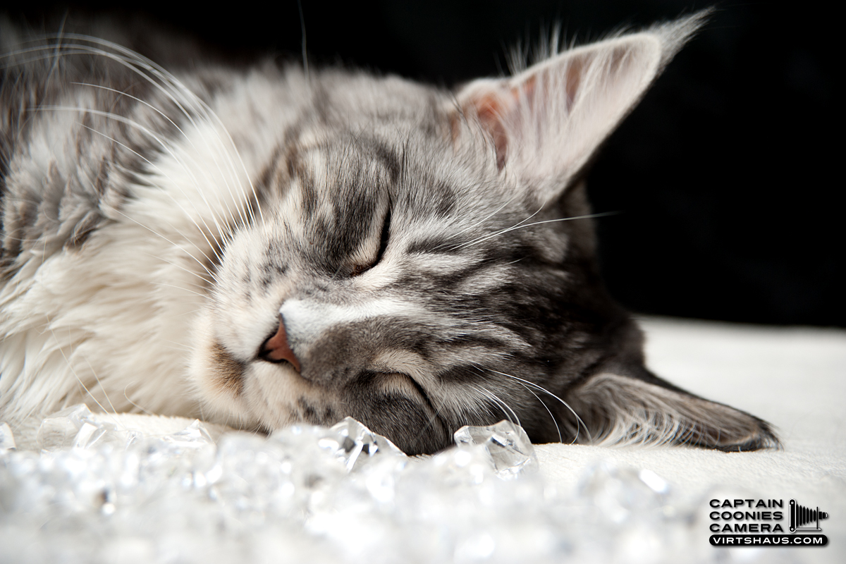 Ruby - Maine Coon Kätzin