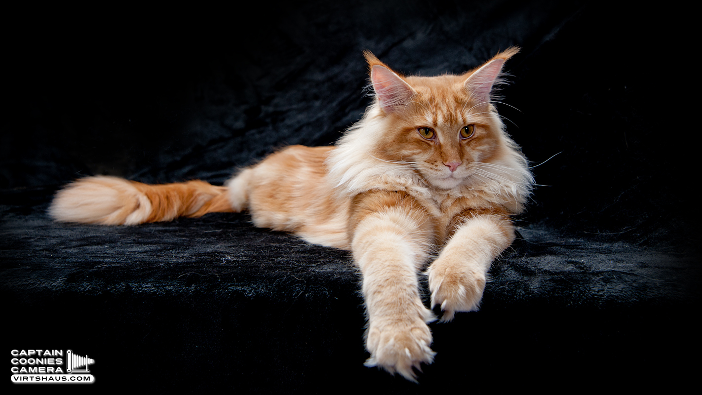 Zebulon - Maine Coon Kater