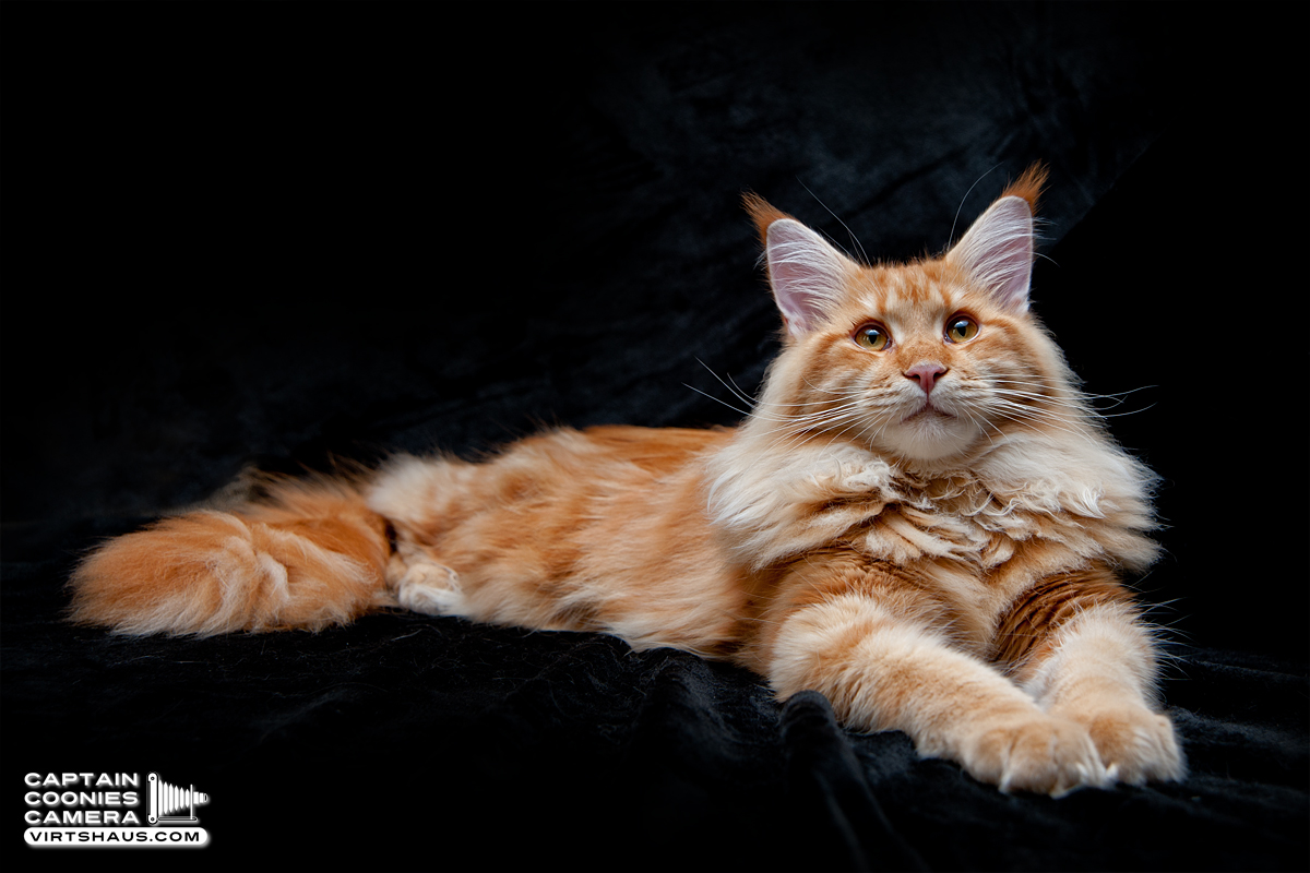 Zebulon - Maine Coon Kater