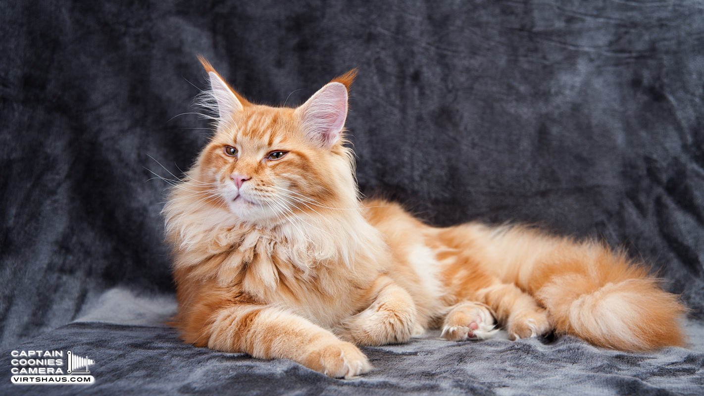 Zebulon - Maine Coon Kater