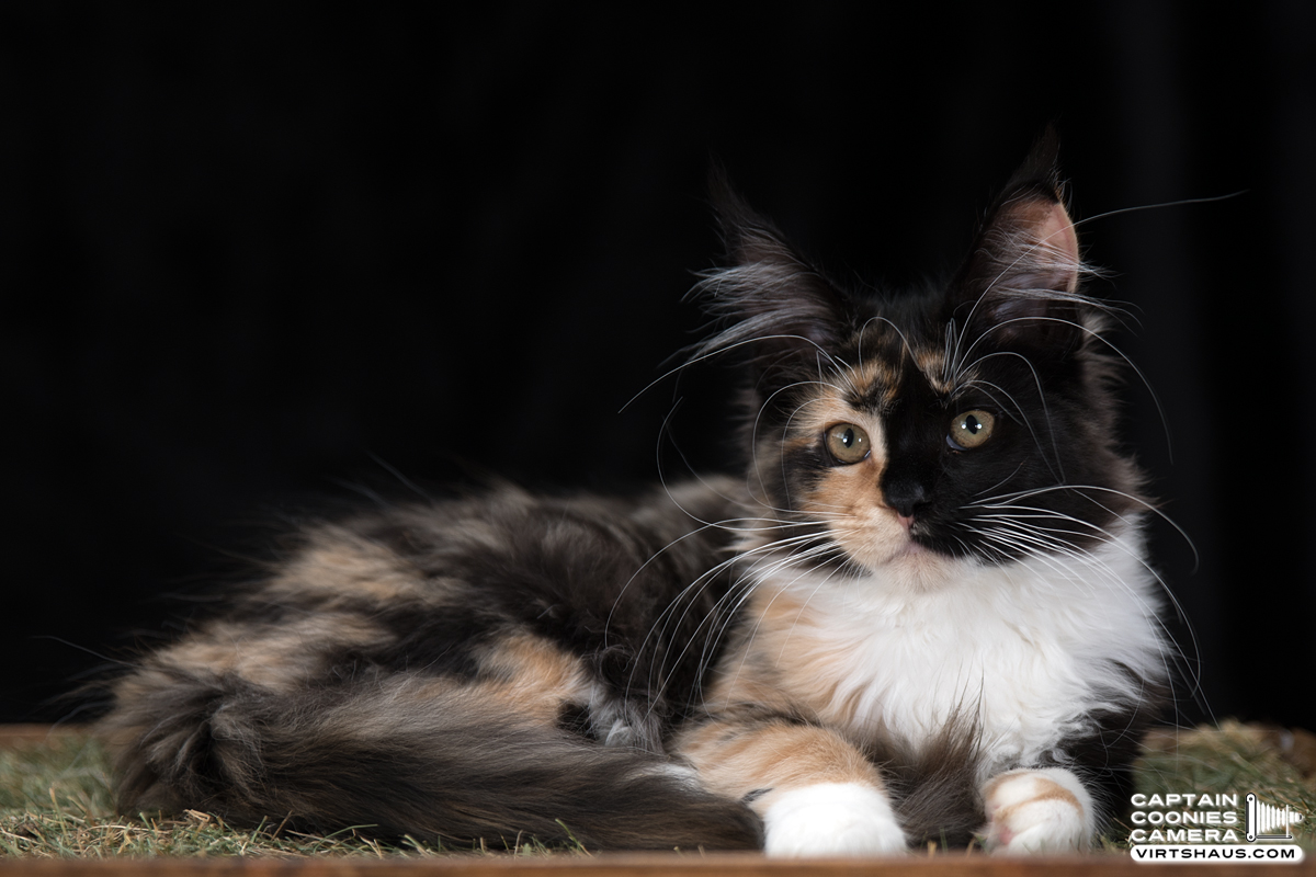 Bohemian Rapsody - Maine Coon Youngster