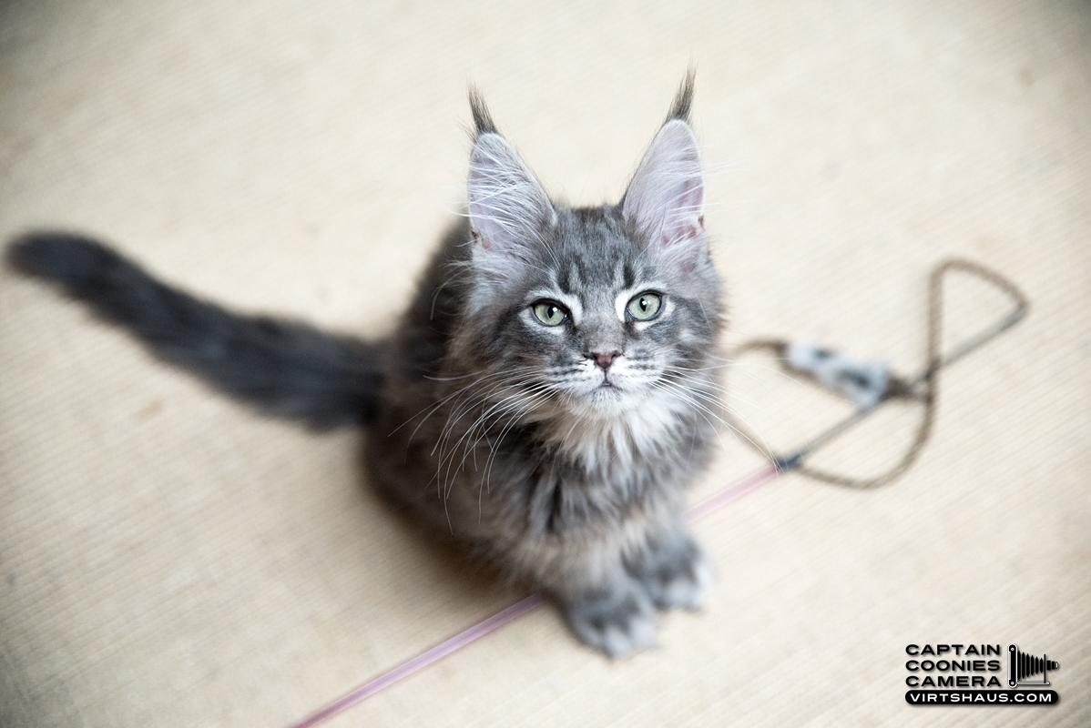 Maine Coon Kitten