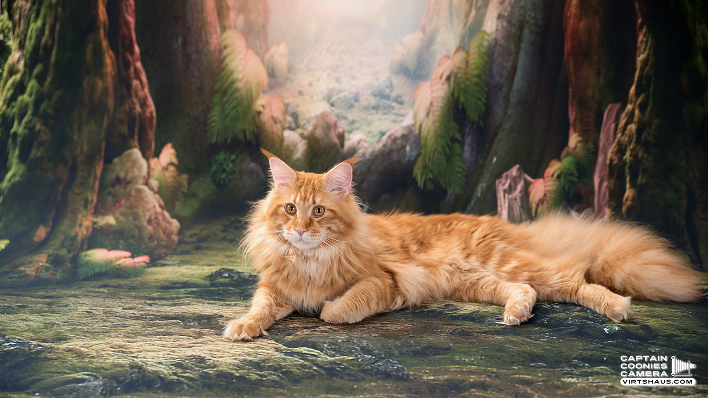 Zebulon - Maine Coon Kater