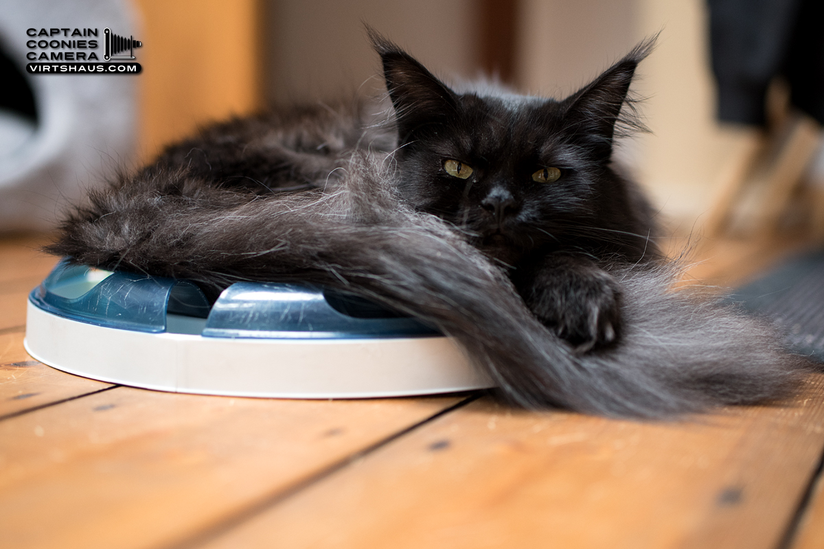 Lissy - Maine Coon Kätzin
