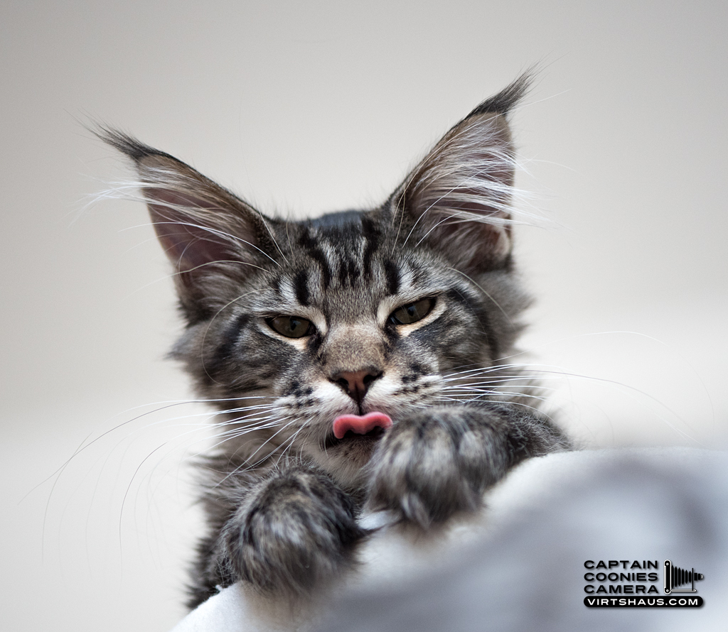 Maine Coon Kitten