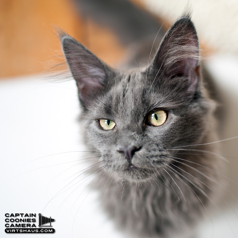 Bokina - Maine Coon Youngster