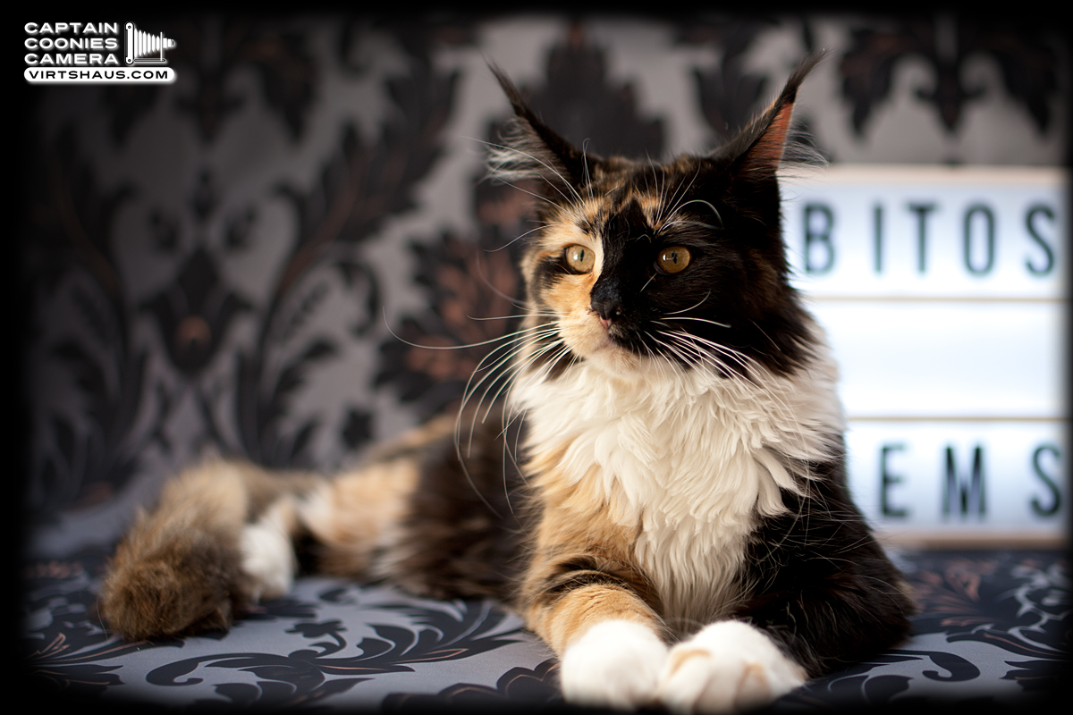 Bohemian Rapsody - Maine Coon Youngster
