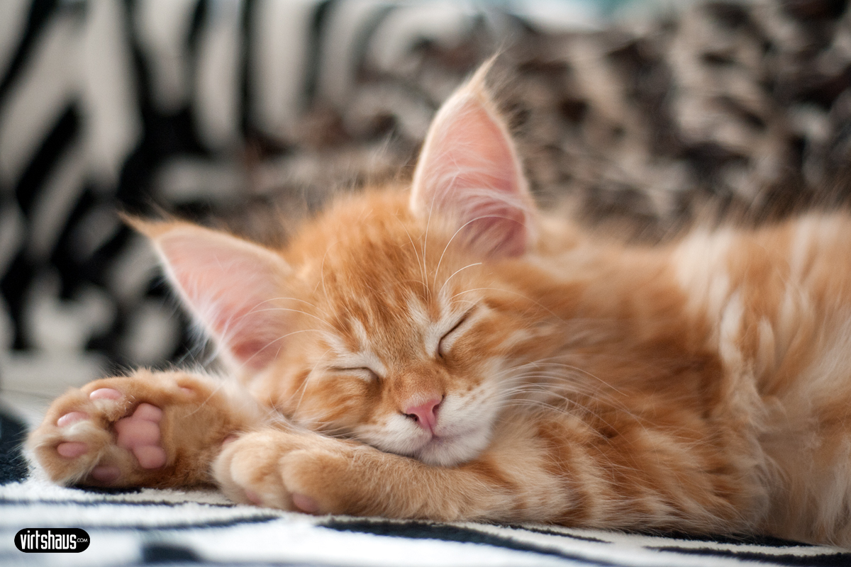 Relaxter Miro - Maine Coon Kitten