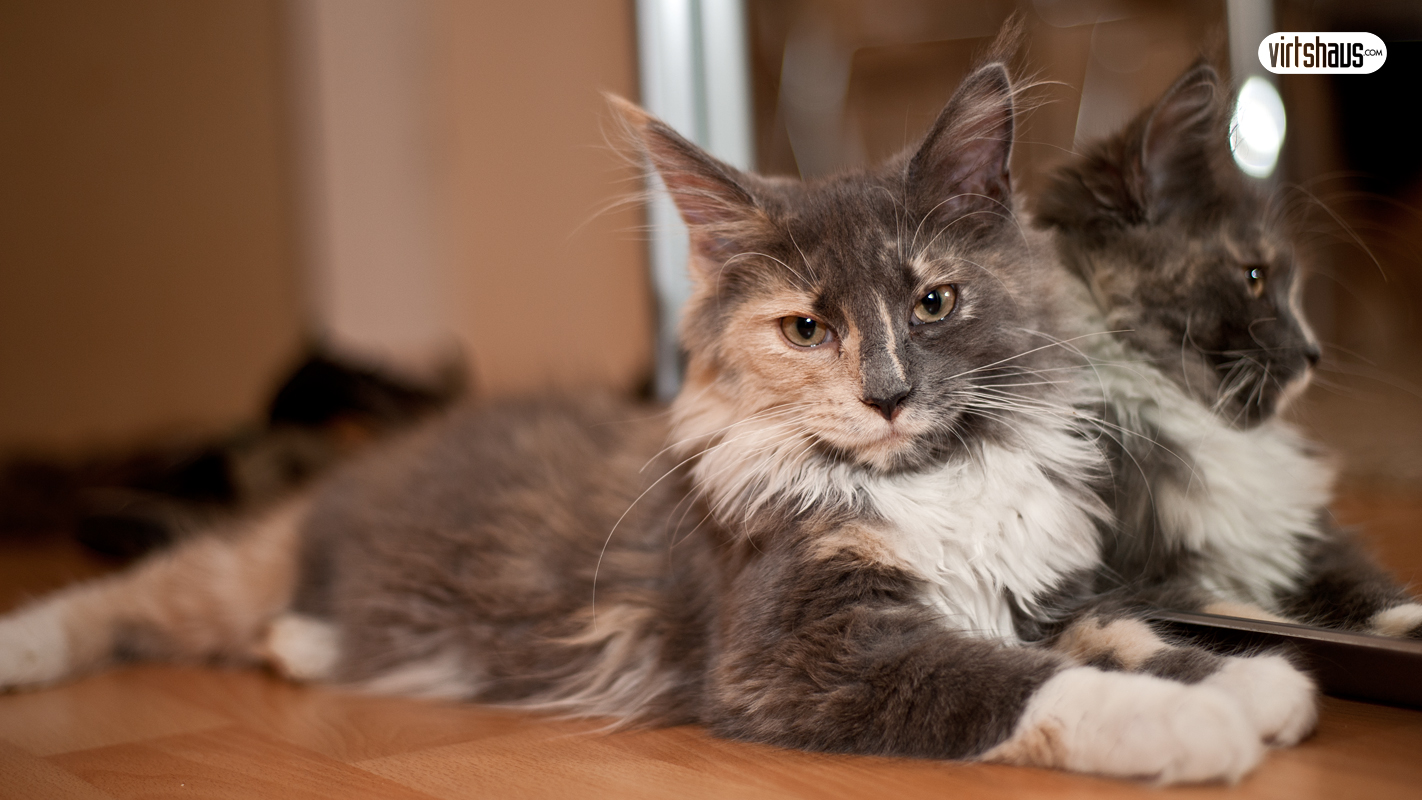 Maine Coon Youngster