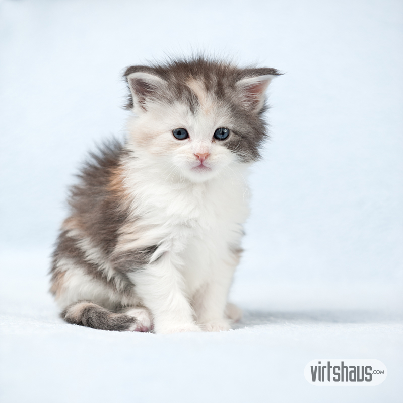 Maine Coon Kitten
