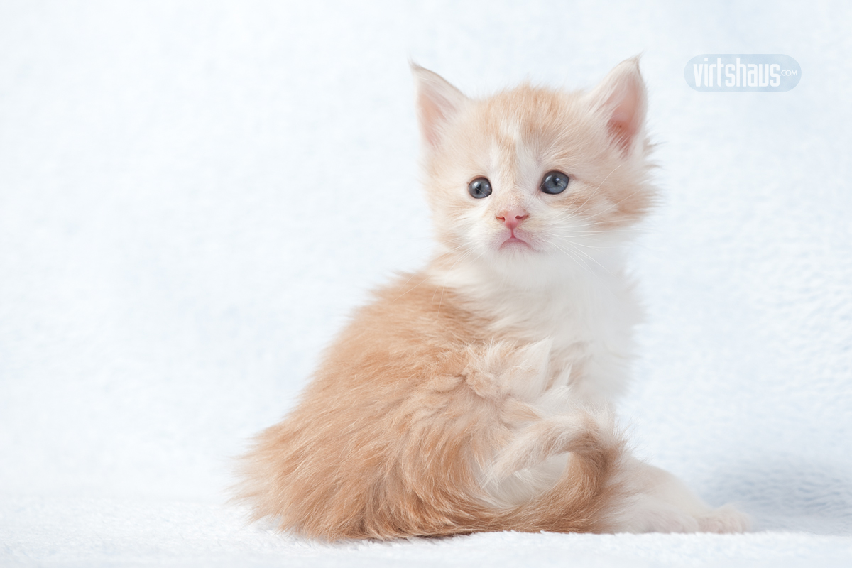 Maine Coon Kitten