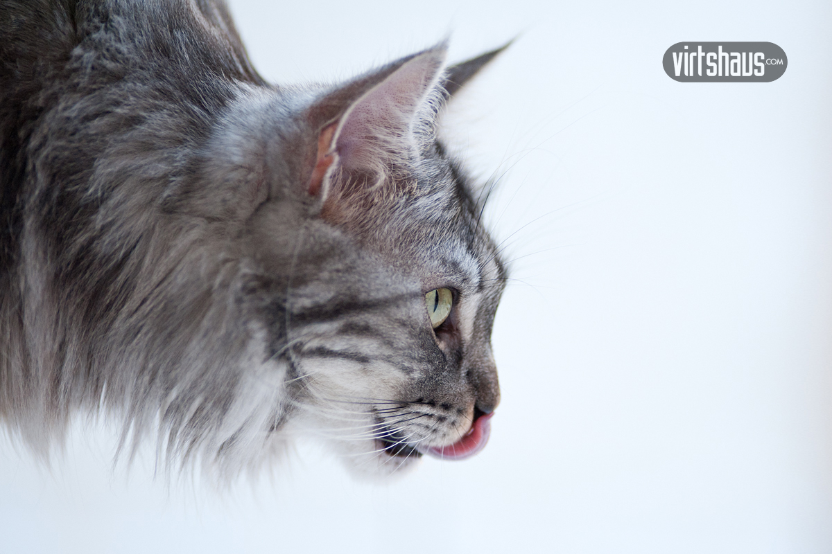 Mara - Maine Coon Kätzin