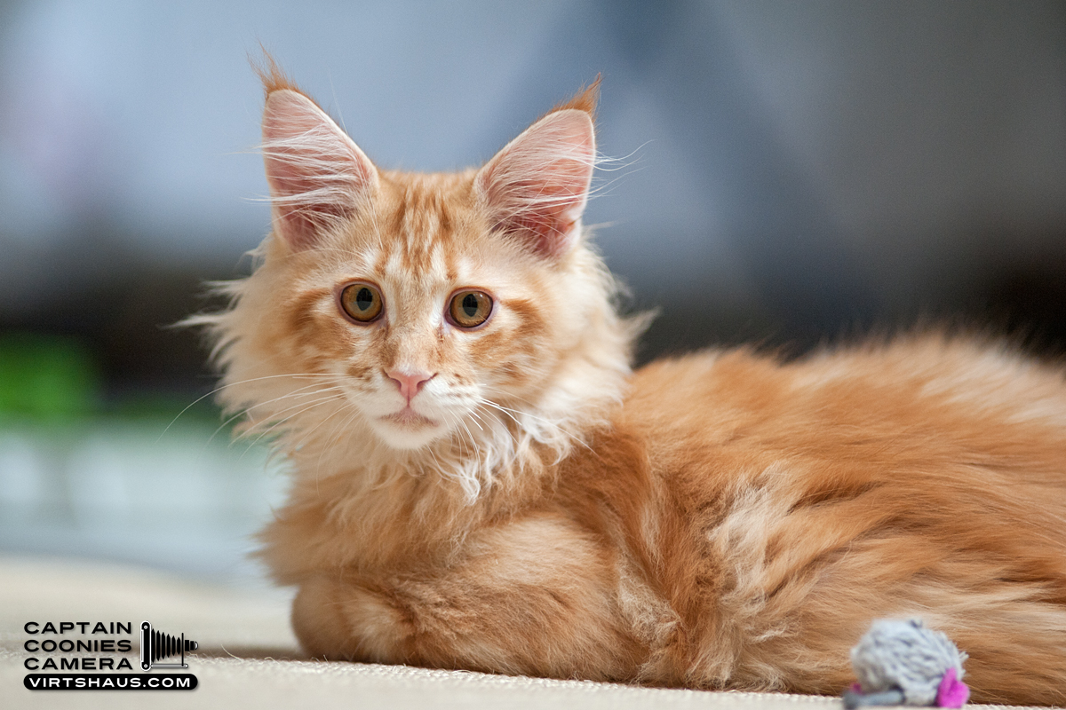 Zebulon - Maine Coon Youngster