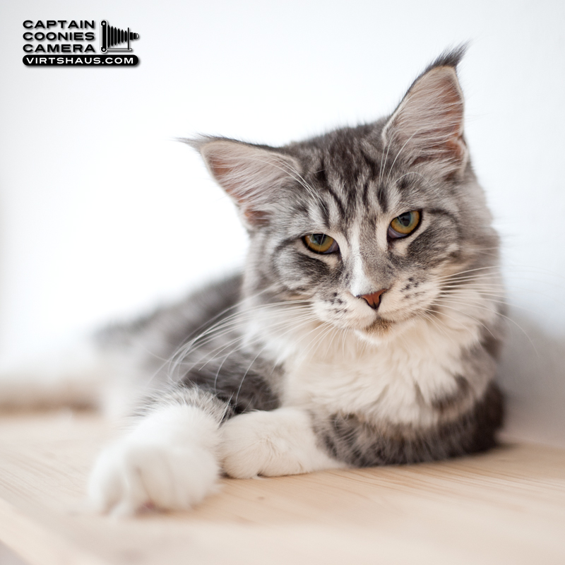 Ruby - Maine Coon Youngster