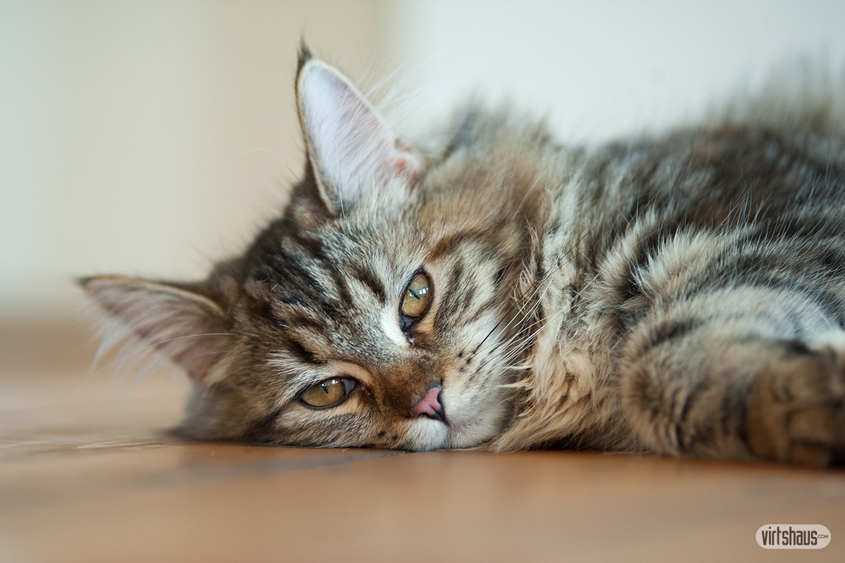 Luna - Maine Coon Kätzin