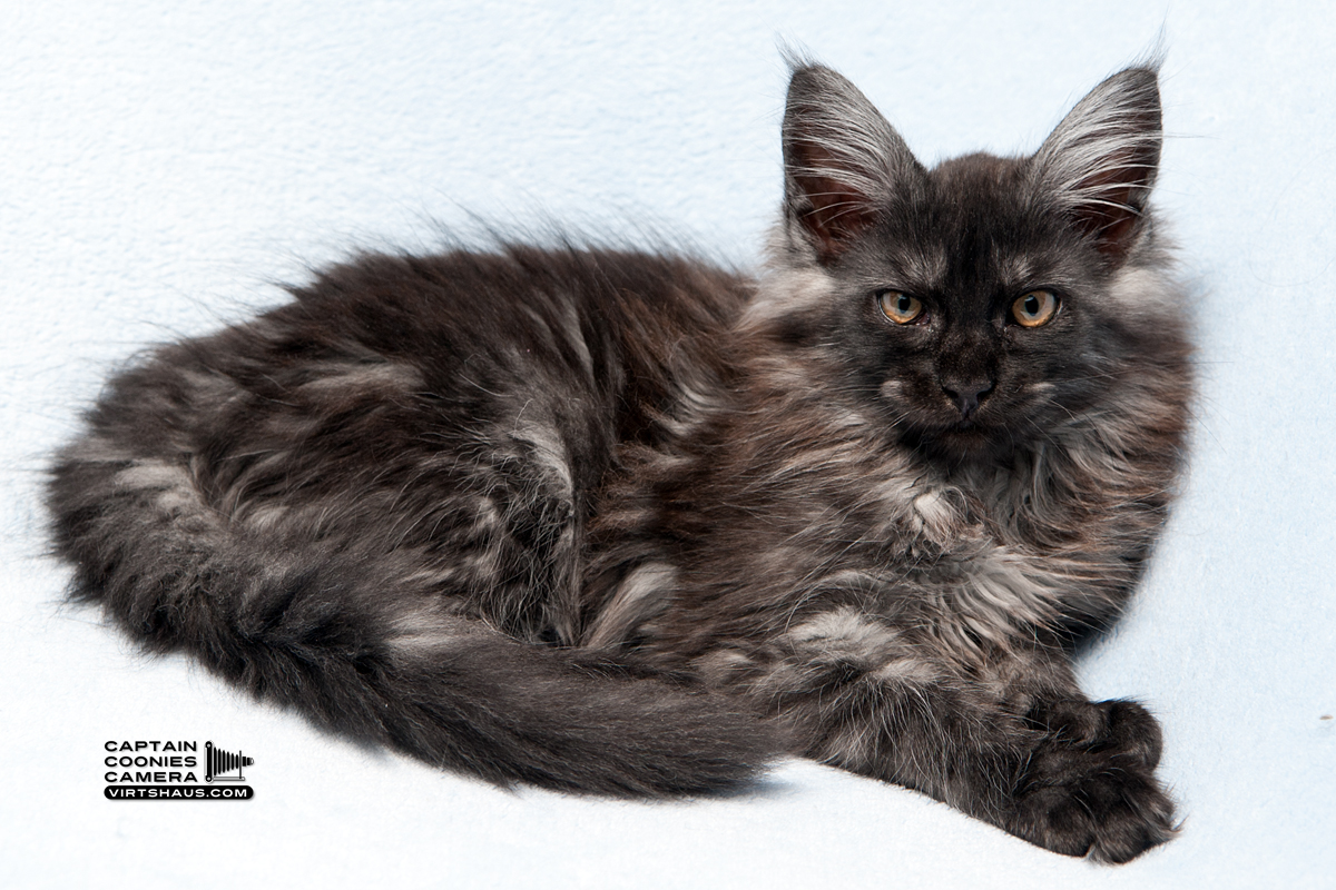 Cosma - Maine Coon Kitten