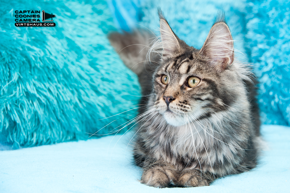 Fashion Queen - Maine Coon Kätzin