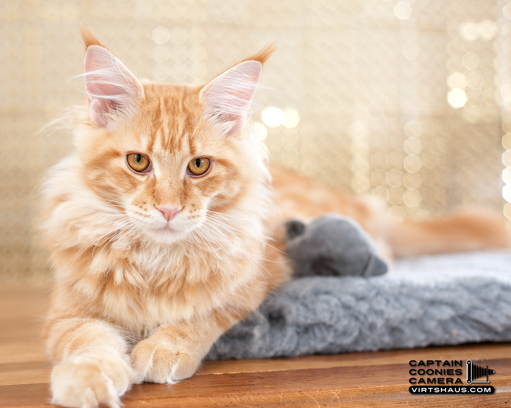 Zebulon - Maine Coon Youngster