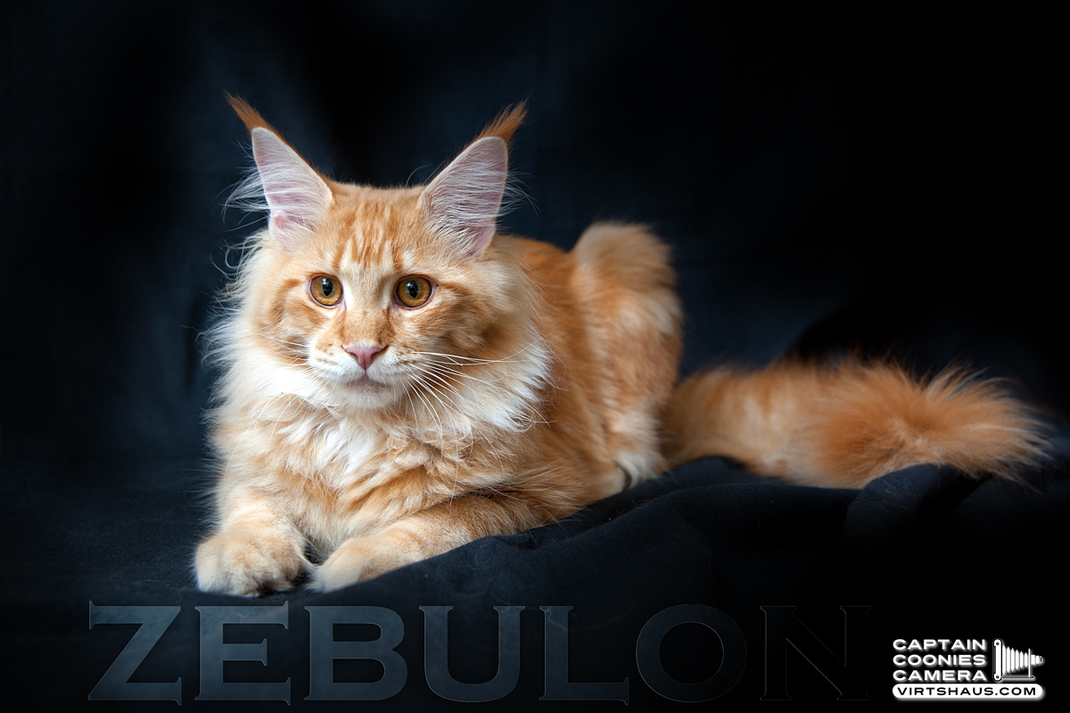 Zebulon - Maine Coon Youngster