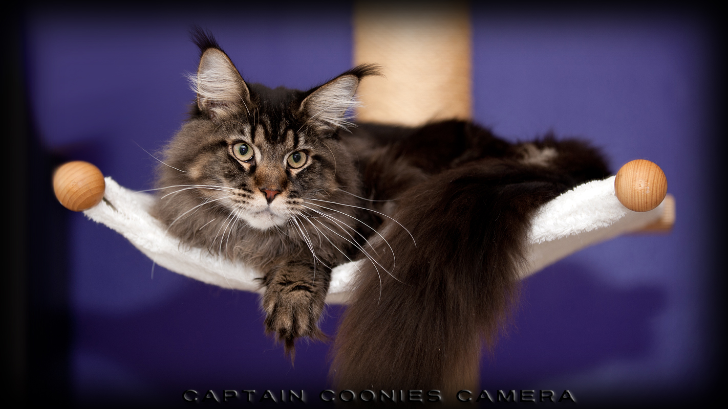 Pascha - Maine Coon Kater