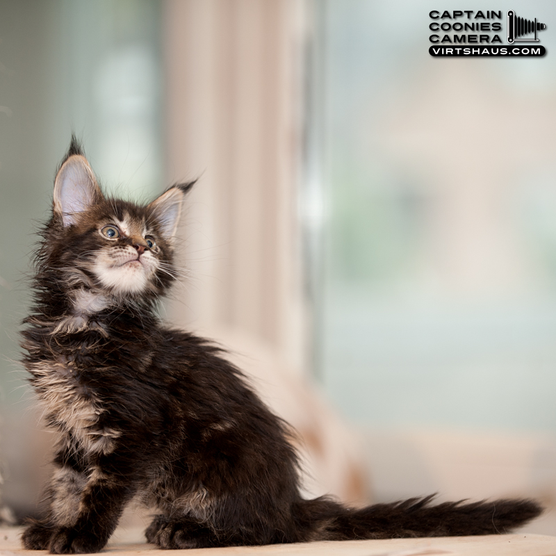 Maine Coon Kitten
