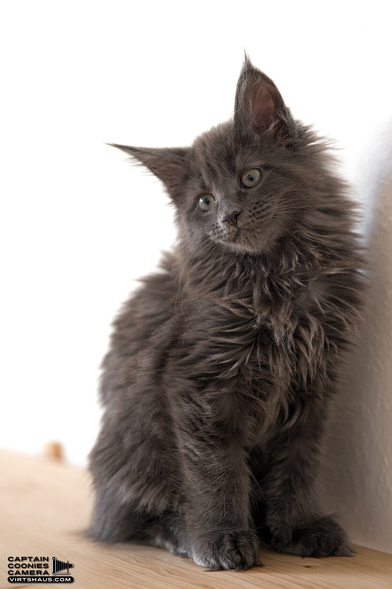 Maine Coon Kitten