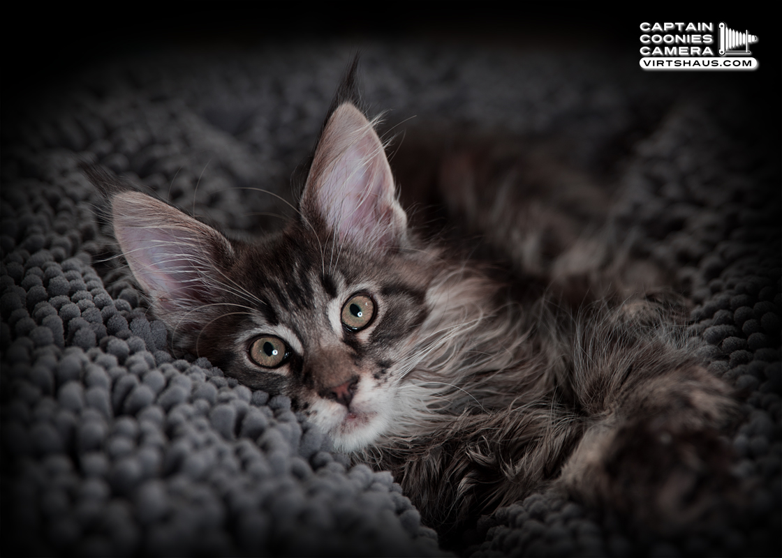Maine Coon Kitten