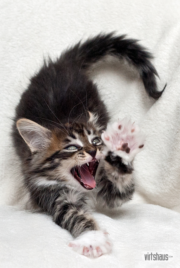 Mimi - Maine Coon Kitten