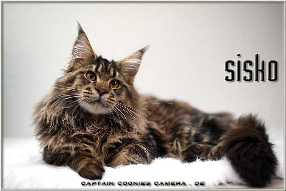 Sisko - Maine Coon 6 Monate