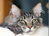 Distagon - Maine Coon Youngster