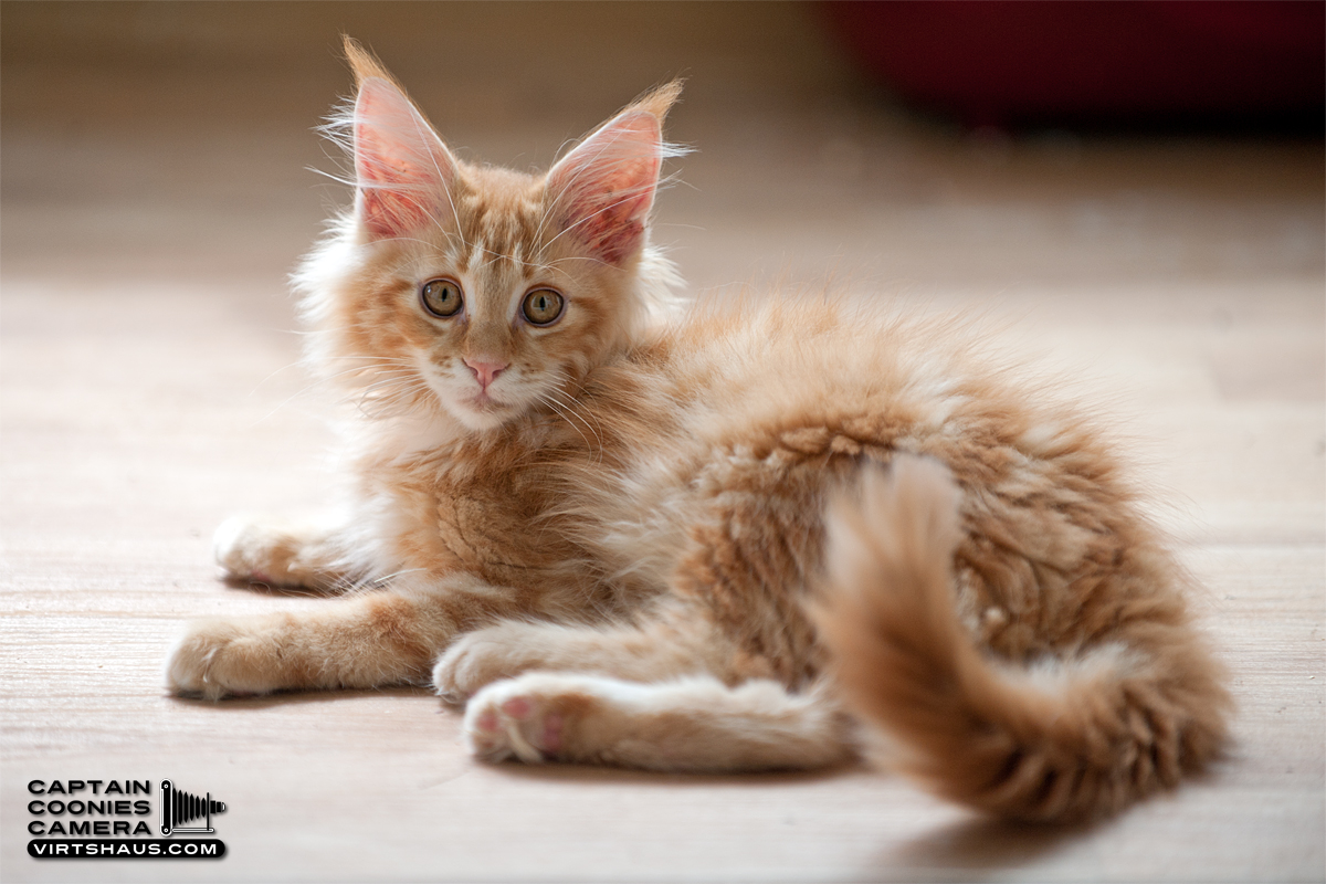Zebulon - Maine Coon Kitten