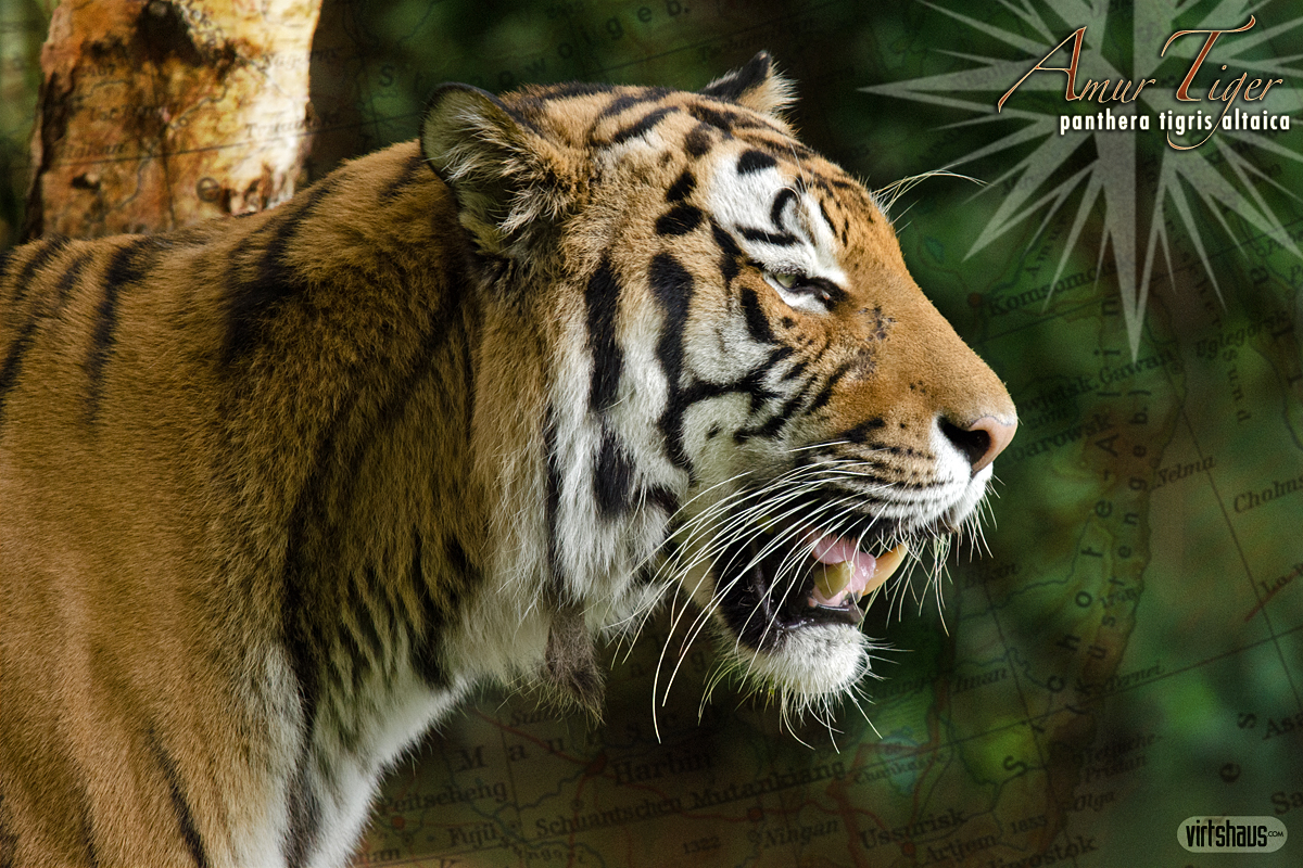Amur Tiger - Panthera Tigris Altaica