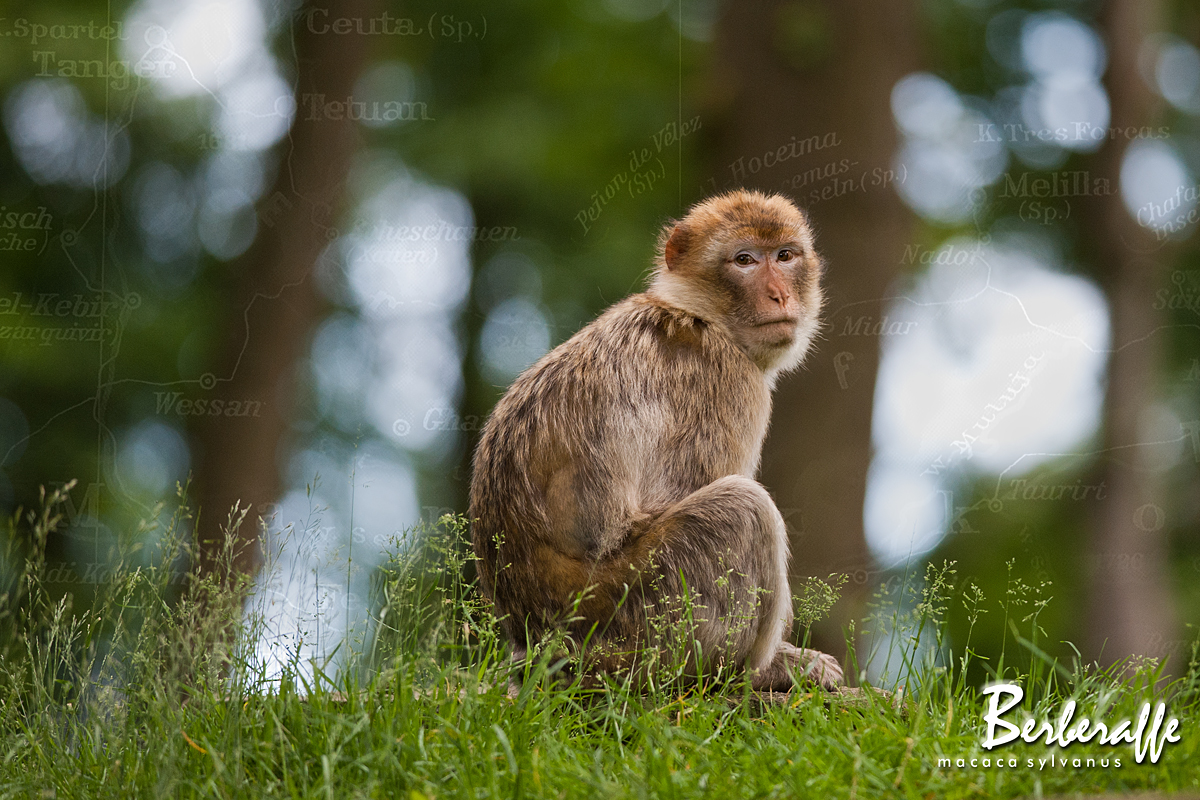 Berberaffe - Macaca Sylvanus