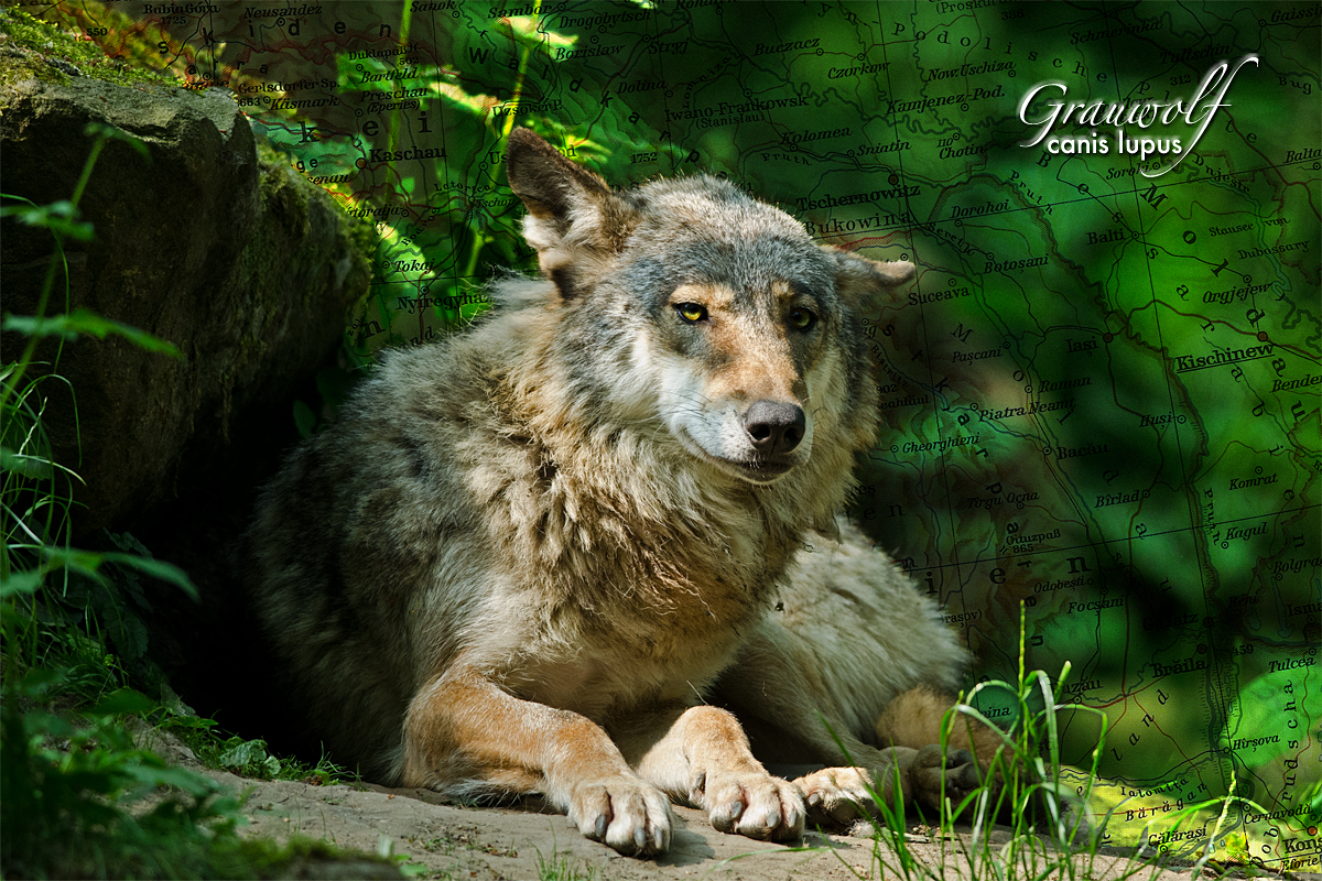 Grauwof - Canis Lupus