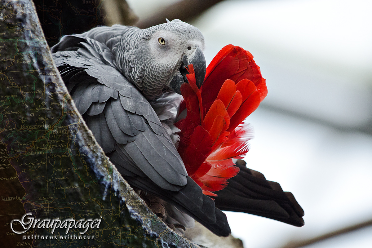 Graupapagei - Psittacus Erithacus