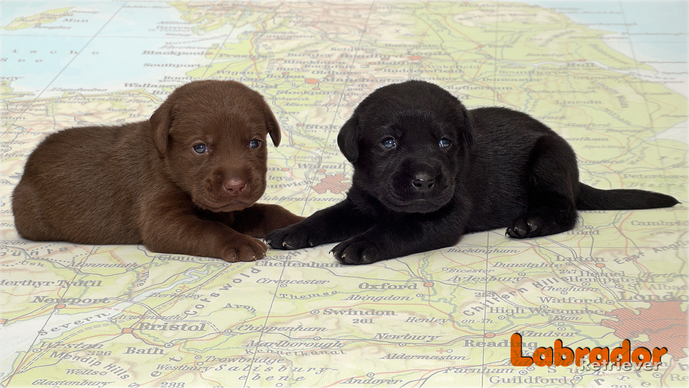 Labrador Retriever Welpen